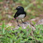 Willie Wagtail (image by Matt Jones)