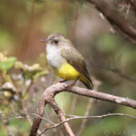 Yellow-bellied Flyrobin (image by Matt Jones)