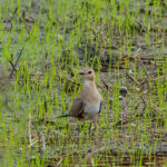 Australian Pratincole (image by Dave Farrow)