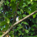 juvenile Blue-and-white Kingfisher (image by Dave Farrow)