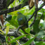 Blue-capped Fruit Dove (image by Dave Farrow)