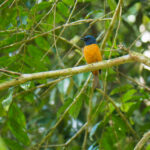 Blue-fronted Flycatcher (image by Dave Farrow)