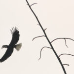 Blyth's Hornbill (image by Dave Farrow)