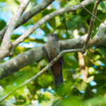Brush Cuckoo (image by Dave Farrow)