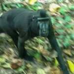 Celebes Crested Macaque (image by Dave Farrow)