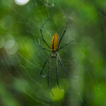 Giant Golden Orbweaver (image by Dave Farrow)