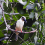 Great-billed Kingfisher (image by Dave Farrow)