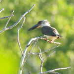 Great-billed Kingfisher (image by Dave Farrow)