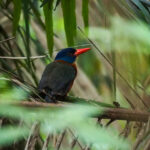 male Green-backed Kingfisher (image by Dave Farrow)