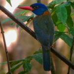 male Green-backed Kingfisher (image by Dave Farrow)
