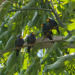 Grosbeak Starlings (image by Dave Farrow)