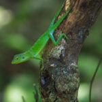 Lizard sp (image by Dave Farrow)