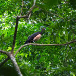 Maleo (image by Dave Farrow)