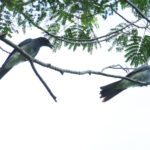 Moluccan Cuckooshrike (image by Dave Farrow)