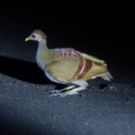 Moluccan Megapode (image by Dave Farrow)