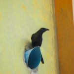 Moluccan Starling (image by Dave Farrow)