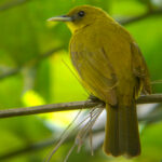 Northern Golden Bulbul (image by Dave Farrow)