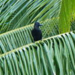 Obi Paradise Crow (image by Dave Farrow)
