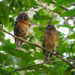 Ochre-bellied Boobook (image by Dave Farrow)