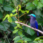Purple-winged Roller (image by Dave Farrow)