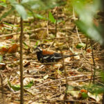 Red-backed Thrush (image by Dave Farrow)