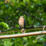 Rufous-necked Sparrowhawk (image by Dave Farrow)