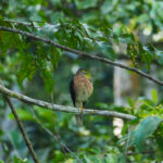 Rufous-necked Sparrowhawk (image by Dave Farrow)