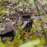 Satanic Nightjar (image by Dave Farrow)