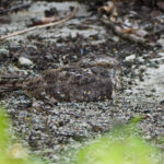 Savanna Nightjar (image by Dave Farrow)