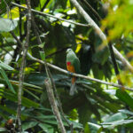 Scarlet-breasted Fruit Dove (image by Dave Farrow)