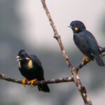 Short-crested Mynas (image by Dave Farrow)