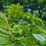 Slaty Flycatcher (image by Dave Farrow)