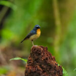 Snowy-browed Flycatcher (image by Dave Farrow)Snowy-browed Flycatcher (image by Dave Farrow)