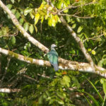 Spectacled Imperial Pigeon (image by Dave Farrow)