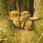Spectral Tarsier (image by Dave Farrow)