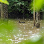 Spotted Whistling Duck (image by Dave Farrow)