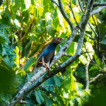 Standardwing (image by Dave Farrow)