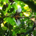 Standardwing (image by Dave Farrow)