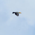 Sulawesi Dwarf Hornbill (image by Dave Farrow)