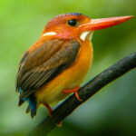 Sulawesi Dwarf Kingfisher (image by Dave Farrow)