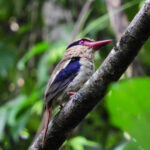 Sulawesi Lilac Kingfisher (image by Dave Farrow)