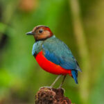 Sulawesi Pitta (image by Dave Farrow)