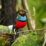 Sulawesi Pitta (image by Dave Farrow)