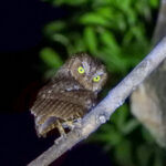 Sulawesi Scops Owl (image by Dave Farrow)