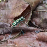 Tiger Beetle sp (image by Dave Farrow)
