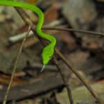Vine Snake (image by Dave Farrow)