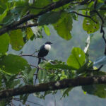 White-necked Myna (image by Dave Farrow)