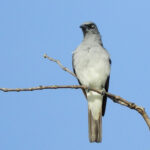 White-rumped Cuckooshrike (image by Dave Farrow)