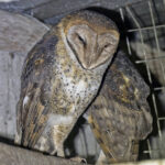 American (Galapagos) Barn Owls (image by Pete Morris)