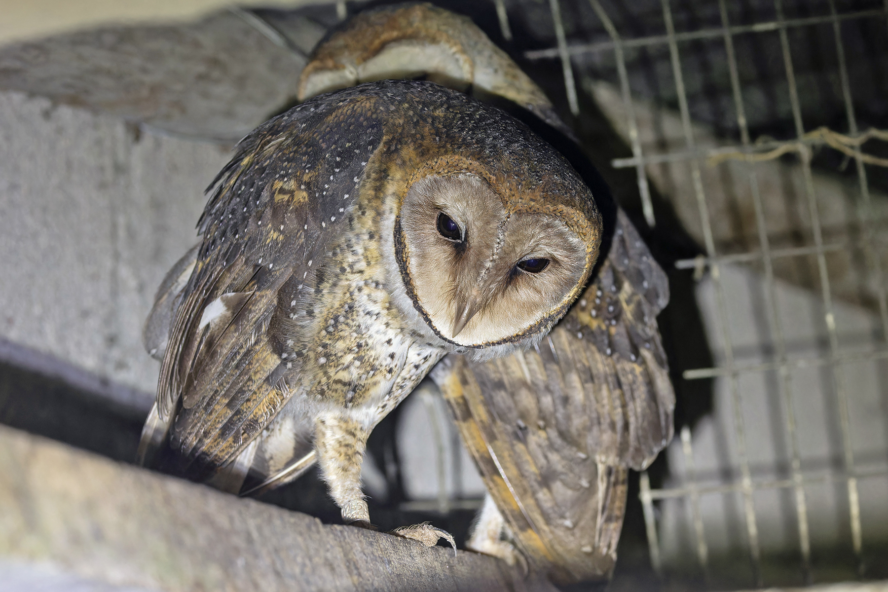 American (Galapagos) Barn Owls (image by Pete Morris)